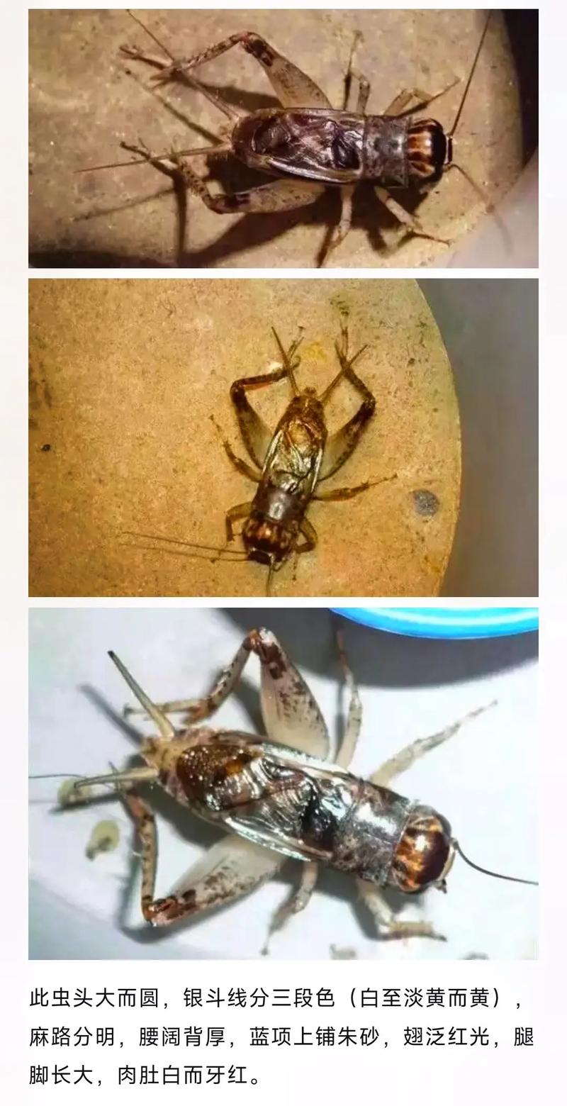 王者荣耀小弟抓蟋蟀教学(王者荣耀抓小偷)-第1张图片-于都网 王者荣耀小弟抓蟋蟀教学(王者荣耀抓小偷)-第1张图片-于都网