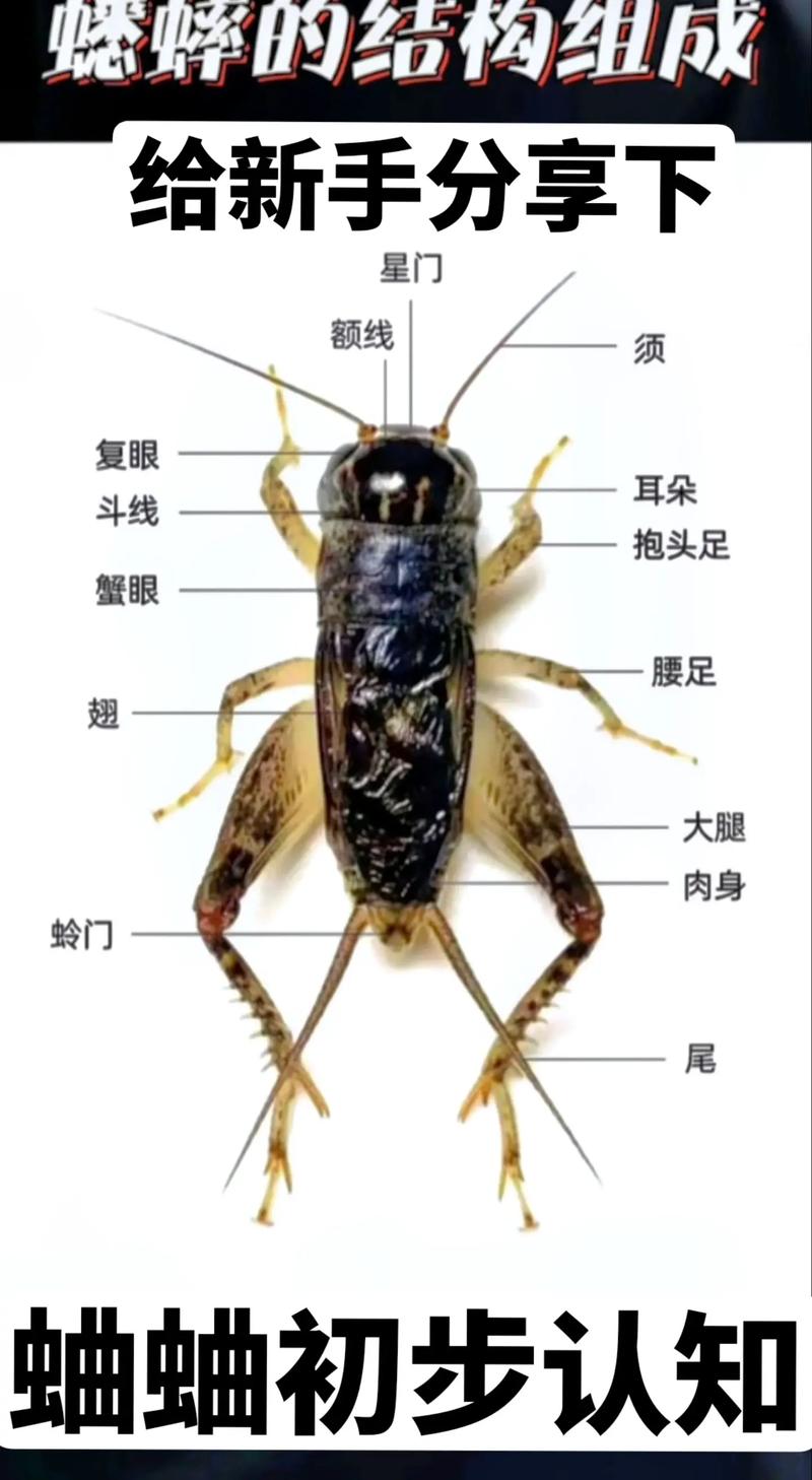 王者荣耀小弟抓蟋蟀教学(王者荣耀抓小偷)-第5张图片-于都网 王者荣耀小弟抓蟋蟀教学(王者荣耀抓小偷)-第5张图片-于都网