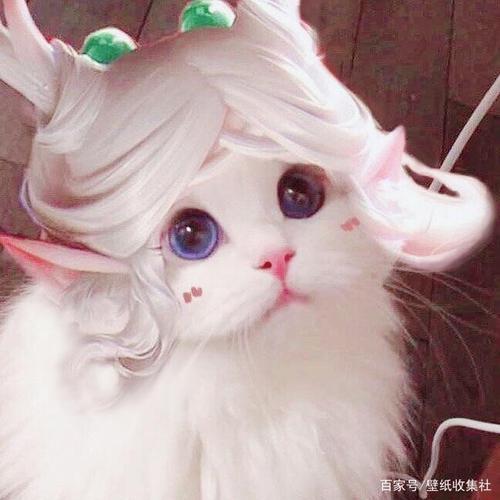 猫队长王者荣耀视频教学,猫猫队长动画片-第4张图片-于都网 猫队长王者荣耀视频教学,猫猫队长动画片-第4张图片-于都网